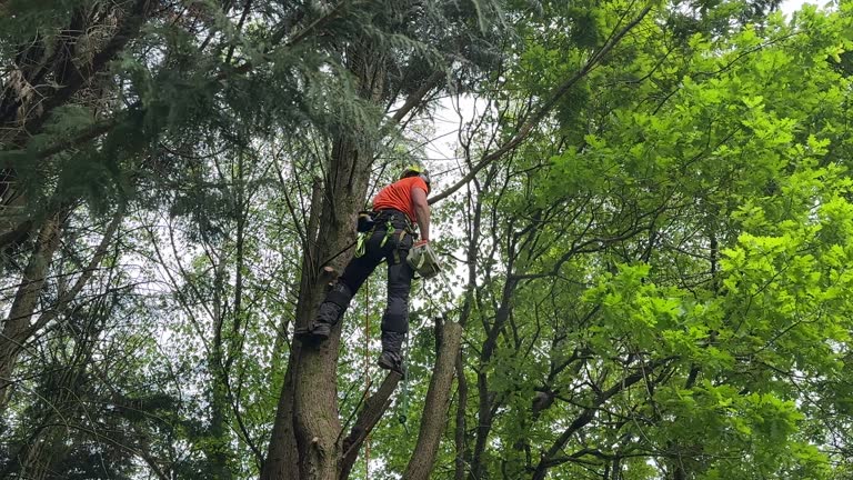 How Our Tree Care Process Works  in Wilson, PA